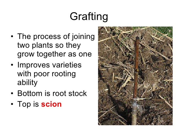 Grafting