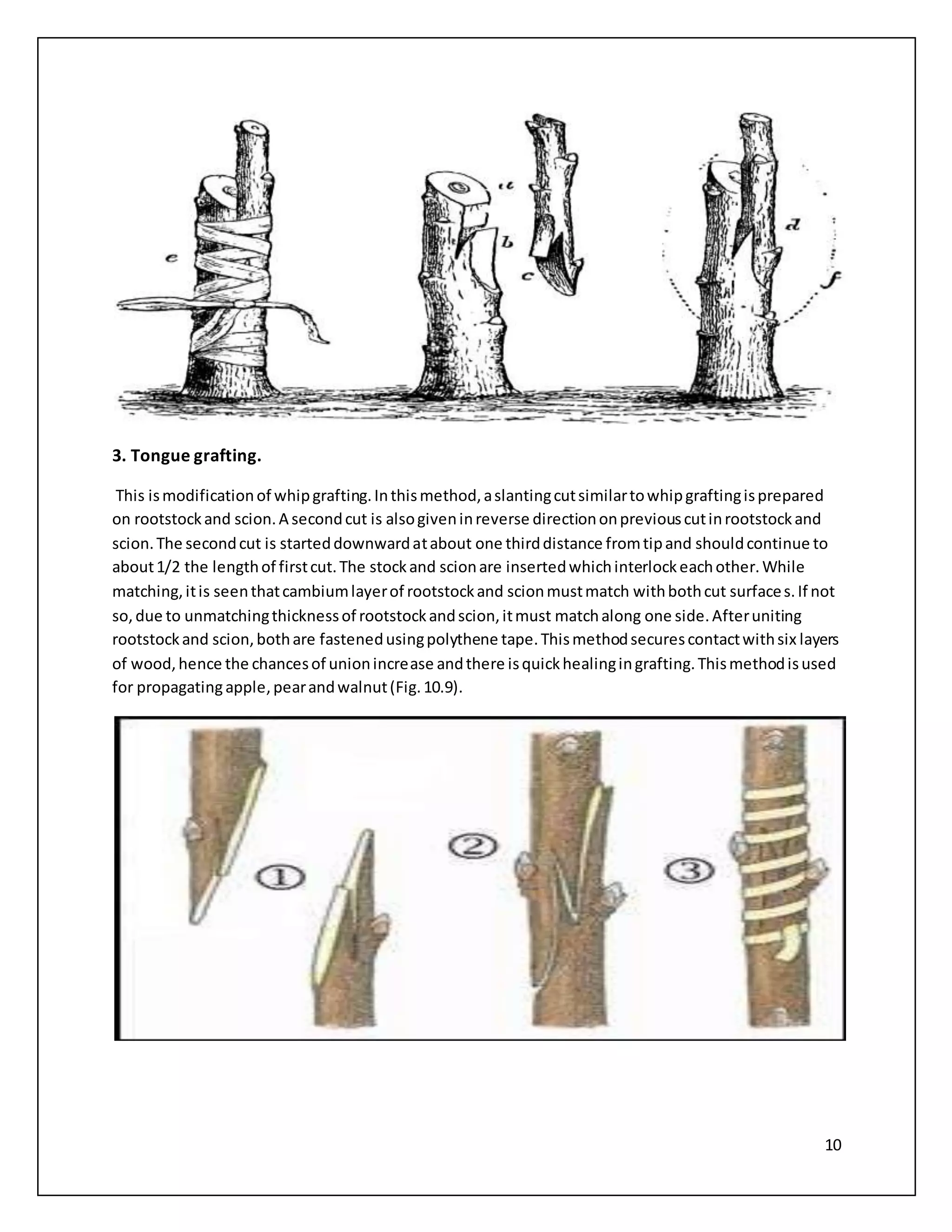 10
3. Tongue grafting.
This ismodificationof whipgrafting.Inthismethod,aslantingcutsimilartowhipgraftingisprepared
on rootstockand scion.A secondcut is alsogiveninreverse directiononpreviouscutinrootstockand
scion.The secondcut is starteddownwardatabout one thirddistance fromtipand shouldcontinue to
about1/2 the lengthof firstcut.The stockand scionare insertedwhichinterlockeachother.While
matching,itis seenthatcambiumlayerof rootstockand scionmustmatch withbothcut surfaces.If not
so,due to unmatchingthicknessof rootstockandscion,itmust matchalong one side.Afteruniting
rootstockand scion,bothare fastenedusingpolythene tape.Thismethodsecurescontactwithsix layers
of wood,hence the chancesof unionincrease andthere isquickhealingingrafting.Thismethodisused
for propagatingapple,pearandwalnut(Fig.10.9).
 