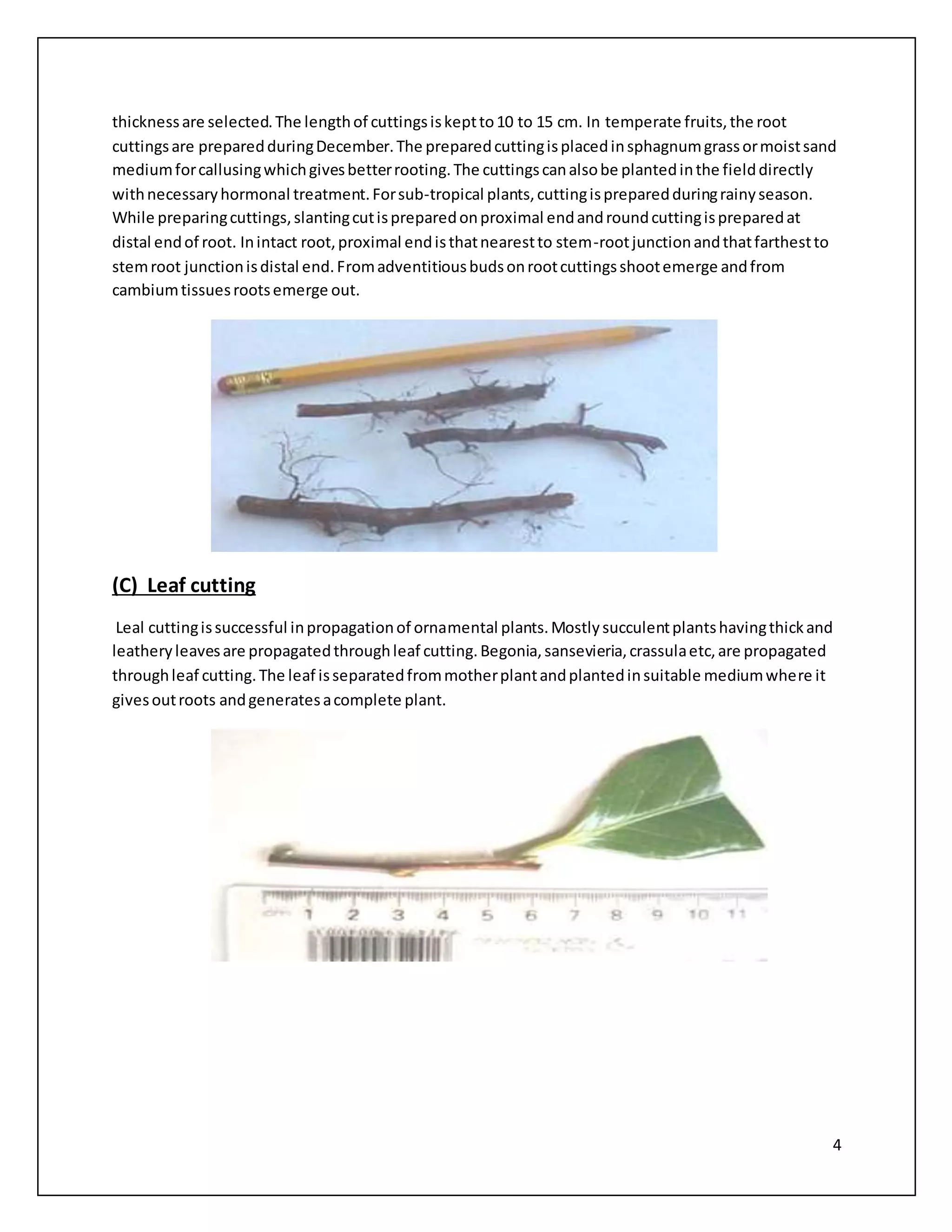 4
thicknessare selected.The lengthof cuttingsiskeptto10 to 15 cm. In temperate fruits,the root
cuttingsare preparedduringDecember.The preparedcuttingisplacedinsphagnumgrassormoistsand
mediumforcallusingwhichgivesbetterrooting.The cuttingscanalsobe plantedinthe fielddirectly
withnecessaryhormonal treatment.Forsub-tropical plants,cuttingispreparedduringrainyseason.
While preparingcuttings,slantingcutispreparedonproximal endandroundcuttingispreparedat
distal endof root. Inintact root,proximal endisthatnearestto stem-rootjunctionandthatfarthestto
stemroot junctionisdistal end.Fromadventitiousbudsonrootcuttingsshootemerge andfrom
cambiumtissuesrootsemerge out.
(C) Leaf cutting
Leal cuttingissuccessful inpropagationof ornamental plants.Mostlysucculentplantshavingthickand
leatheryleavesare propagatedthroughleaf cutting.Begonia,sansevieria,crassulaetc,are propagated
throughleaf cutting.The leaf isseparatedfrommotherplantandplantedinsuitable mediumwhere it
givesoutroots andgeneratesacomplete plant.
 