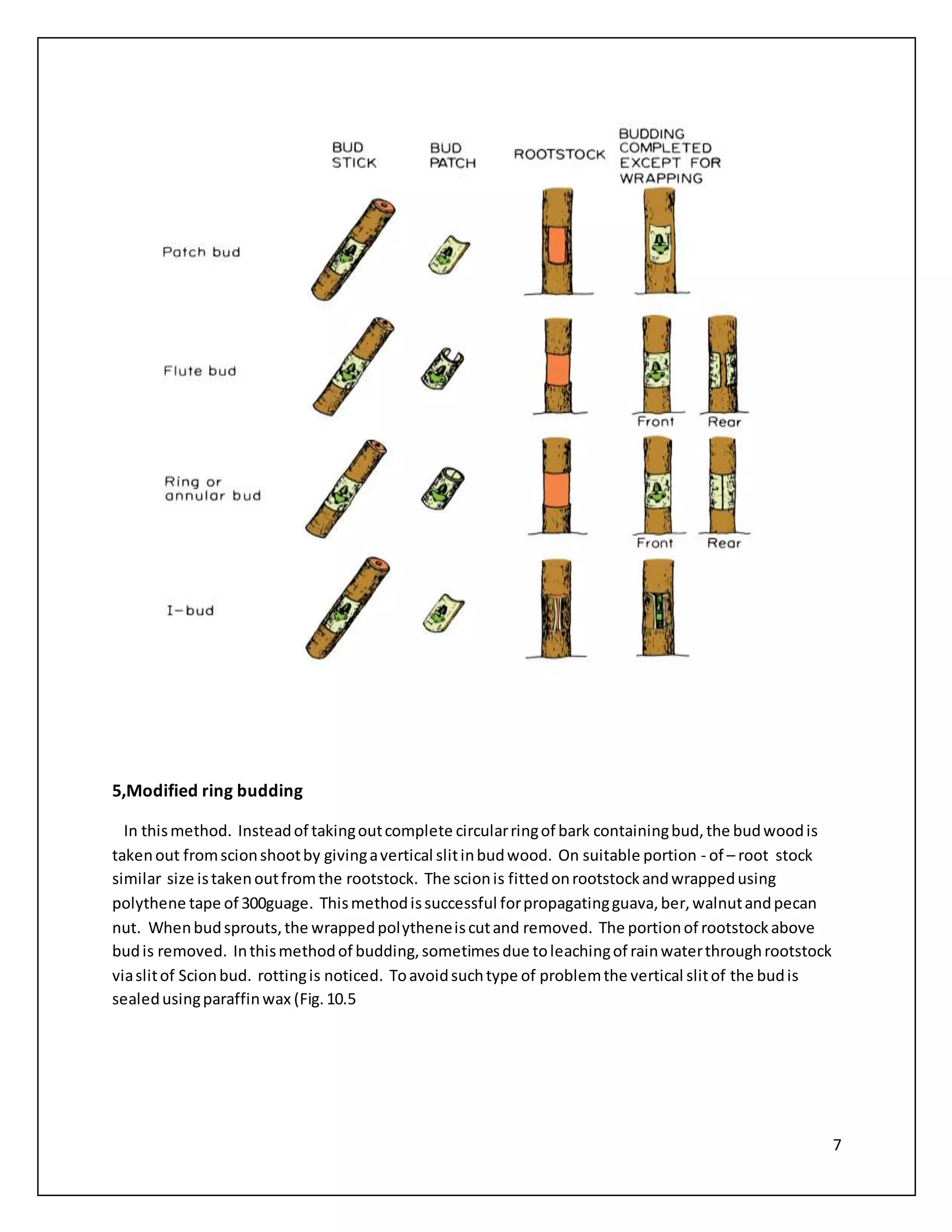 7
5,Modified ring budding
In thismethod. Insteadof takingoutcomplete circularringof bark containingbud,the budwoodis
takenout fromscionshootby givingavertical slitinbudwood. On suitable portion - of – root stock
similar size istakenoutfromthe rootstock. The scionis fittedonrootstockandwrappedusing
polythene tape of 300guage. Thismethodissuccessful forpropagatingguava,ber,walnutandpecan
nut. Whenbudsprouts,the wrappedpolytheneiscutand removed. The portionof rootstockabove
budis removed. Inthismethodof budding,sometimesdue toleachingof rainwaterthroughrootstock
viaslitof Scionbud. rottingis noticed. Toavoidsuchtype of problemthe vertical slitof the budis
sealedusingparaffinwax (Fig.10.5
 