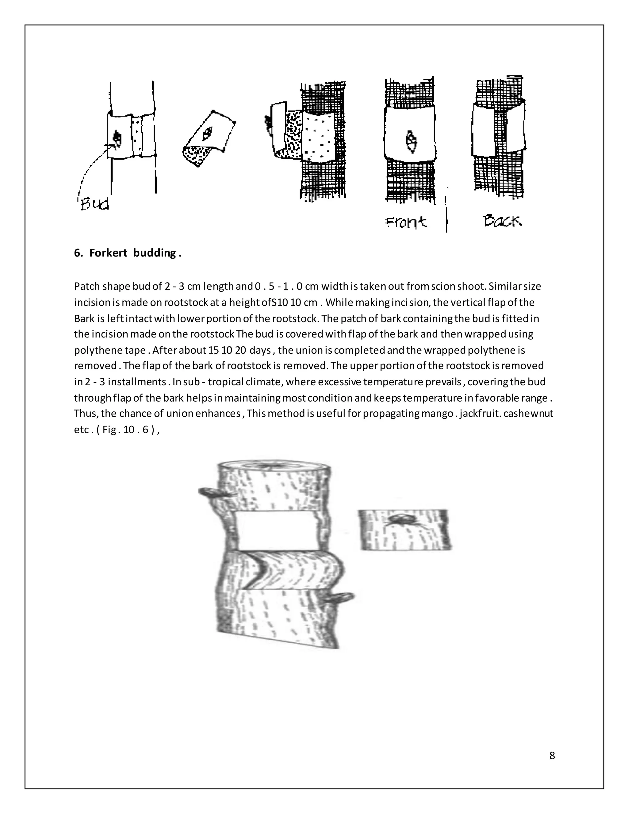 8
6. Forkert budding .
Patch shape budof 2 - 3 cm lengthand0 . 5 - 1 . 0 cm widthistakenout fromscionshoot.Similarsize
incisionismade onrootstockat a heightofS10 10 cm . While makingincision,the vertical flapof the
Bark is leftintactwithlowerportionof the rootstock.The patchof barkcontainingthe budis fittedin
the incisionmade onthe rootstockThe bud iscoveredwithflapof the bark and thenwrappedusing
polythene tape .Afterabout15 10 20 days, the unioniscompletedandthe wrappedpolythene is
removed.The flapof the bark of rootstockis removed.The upperportionof the rootstockisremoved
in2 - 3 installments.Insub - tropical climate,where excessive temperature prevails,coveringthe bud
throughflapof the bark helpsinmaintainingmostconditionandkeepstemperature infavorable range .
Thus,the chance of unionenhances,Thismethodisuseful forpropagatingmango.jackfruit.cashewnut
etc . ( Fig. 10 . 6 ) ,
 
