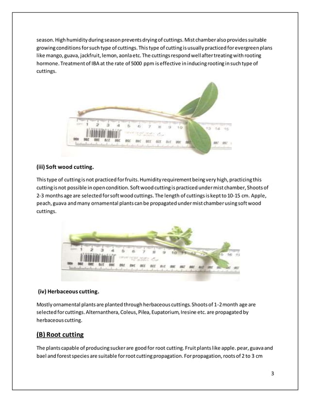 METHODS OF ASEXUAL PROPAGATION | DOCX | Woodworking | Arts and Crafts