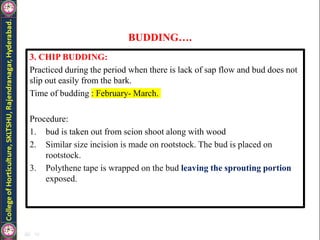 BUDDING….
3. CHIP BUDDING:
Practiced during the period when there is lack of sap flow and bud does not
slip out easily from the bark.
Time of budding : February- March.
Procedure:
1. bud is taken out from scion shoot along with wood
2. Similar size incision is made on rootstock. The bud is placed on
rootstock.
3. Polythene tape is wrapped on the bud leaving the sprouting portion
exposed.
 