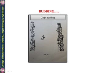 BUDDING…..
Chip budding
 