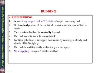 BUDDING
4. RING BUDDING:
1. Scion: Ring shaped bark of 2.5-3.0 cm length containing bud
2. On terminal portion of the rootstock, incision similar size of bud is
made.
3. Care is taken that bud is centrally located.
4. The bud wood is made fit on rootstock.
5. For fitting the bud, it is slipped downward by rotating it slowly and
slowly till it fits tightly.
6. The bud should fit exactly without any vacant space.
7. No wrapping is required for this method.
 