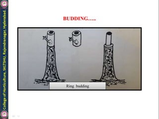 BUDDING…..
Ring budding
 