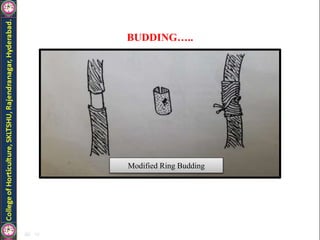 BUDDING…..
Modified Ring Budding
 