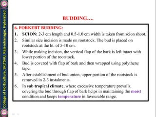 BUDDING….
6. FORKERT BUDDING:
1. SCION: 2-3 cm length and 0.5-1.0 cm width is taken from scion shoot.
2. Similar size incision is made on rootstock. The bud is placed on
rootstock at the ht. of 5-10 cm.
3. While making incision, the vertical flap of the bark is left intact with
lower portion of the rootstock.
4. Bud is covered with flap of bark and then wrapped using polythene
tape.
5. After establishment of bud union, upper portion of the rootstock is
removed in 2-3 instalments.
6. In sub tropical climate, where excessive temperature prevails,
covering the bud through flap of bark helps in maintaining the moist
condition and keeps temperature in favourable range.
 