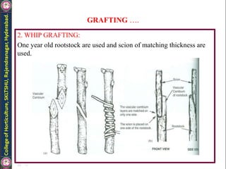 GRAFTING ….
2. WHIP GRAFTING:
One year old rootstock are used and scion of matching thickness are
used.
 