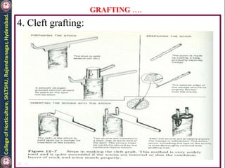 GRAFTING ….
4. Cleft grafting:
 