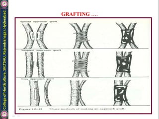 GRAFTING ….
 