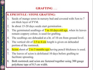 GRAFTING ….
8. EPICOTYLE / STONE GRAFTING:
1. Seeds of mango sown in nursery bed and covered with 5cm to 7
cm thick layer of FYM.
2. In about 15-20 days seeds start germination .
3. The germinated seedlings of 7 to 10 days old age, when its leaves
remain coppery colour, is used for grafting.
4. The seedlings are deheaded at a ht. of 10 cm from ground level.
5. The vertical slit of 2.5 to 4 cm length is given on deheaded
portion of the rootstock.
6. Scion shoot of 2 to 3 months age having pencil thickness is used.
7. The leaves of scion is defoliated 10 days before grafting to
facilitate sprouting.
8. Both rootstock and scion are fastened together using 300 gauge
polythene tape of 0.5 cm width.
 