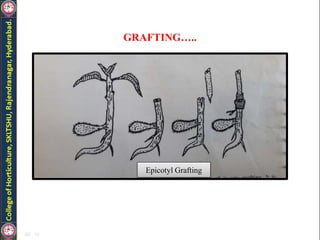 GRAFTING…..
Epicotyl Grafting
 