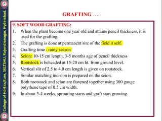 GRAFTING ….
9. SOFT WOOD GRAFTING:
1. When the plant become one year old and attains pencil thickness, it is
used for the grafting.
2. The grafting is done at permanent site of the field it self.
3. Grafting time : rainy season
4. Scion: 10-15 cm length, 3-5 months age of pencil thickness
5. Rootstock is beheaded at 15-20 cm ht. from ground level.
6. Vertical slit of 2.5 to 4.0 cm length is given on rootstock.
7. Similar matching incision is prepared on the scion.
8. Both rootstock and scion are fastened together using 300 gauge
polythene tape of 0.5 cm width.
9. In about 3-4 weeks, sprouting starts and graft start growing.
 