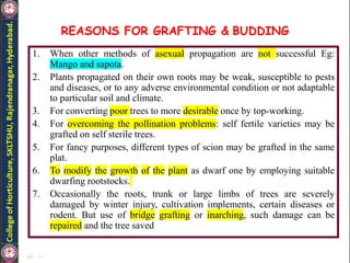 REASONS FOR GRAFTING & BUDDING
1. When other methods of asexual propagation are not successful Eg:
Mango and sapota.
2. Plants propagated on their own roots may be weak, susceptible to pests
and diseases, or to any adverse environmental condition or not adaptable
to particular soil and climate.
3. For converting poor trees to more desirable once by top-working.
4. For overcoming the pollination problems: self fertile varieties may be
grafted on self sterile trees.
5. For fancy purposes, different types of scion may be grafted in the same
plat.
6. To modify the growth of the plant as dwarf one by employing suitable
dwarfing rootstocks.
7. Occasionally the roots, trunk or large limbs of trees are severely
damaged by winter injury, cultivation implements, certain diseases or
rodent. But use of bridge grafting or inarching, such damage can be
repaired and the tree saved
 