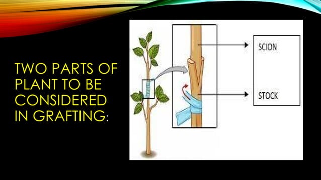 Engrafted Definition grafting TECHNIQUES AND ITS CLASSIFICATION | PPTX