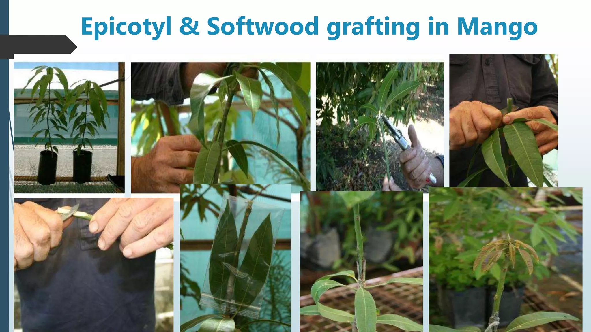 Epicotyl & Softwood grafting in Mango
 