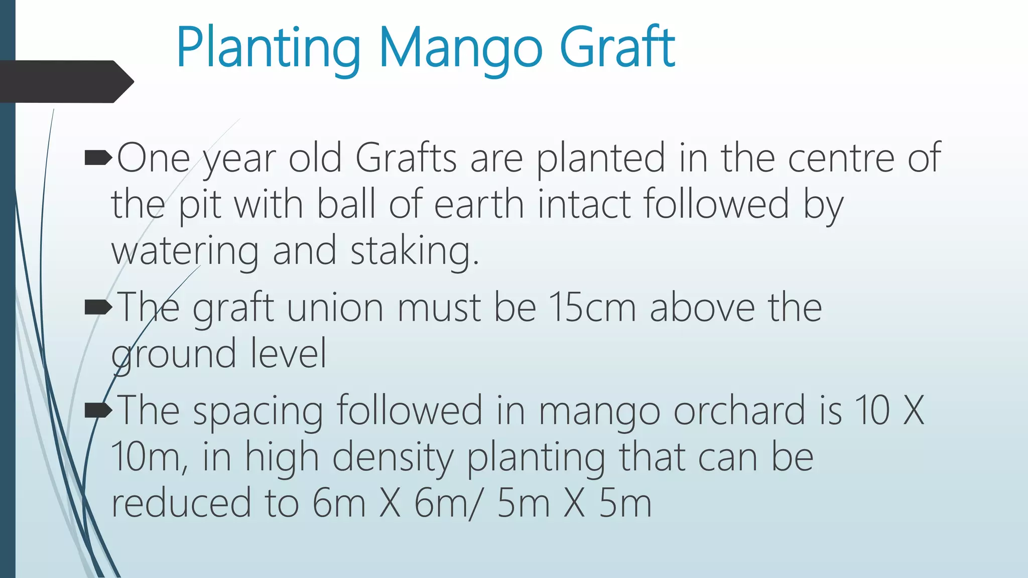Planting Mango Graft
One year old Grafts are planted in the centre of
the pit with ball of earth intact followed by
watering and staking.
The graft union must be 15cm above the
ground level
The spacing followed in mango orchard is 10 X
10m, in high density planting that can be
reduced to 6m X 6m/ 5m X 5m
 