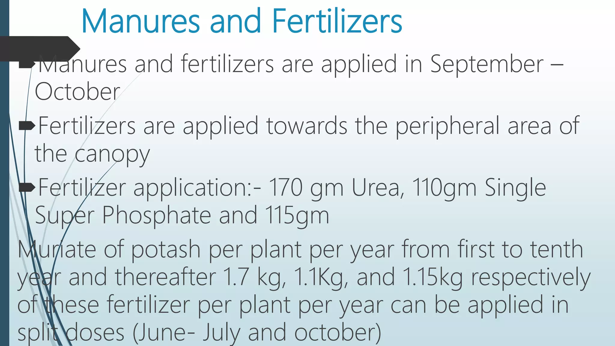 Manures and Fertilizers
Manures and fertilizers are applied in September –
October
Fertilizers are applied towards the peripheral area of
the canopy
Fertilizer application:- 170 gm Urea, 110gm Single
Super Phosphate and 115gm
Muriate of potash per plant per year from first to tenth
year and thereafter 1.7 kg, 1.1Kg, and 1.15kg respectively
of these fertilizer per plant per year can be applied in
split doses (June- July and october)
 
