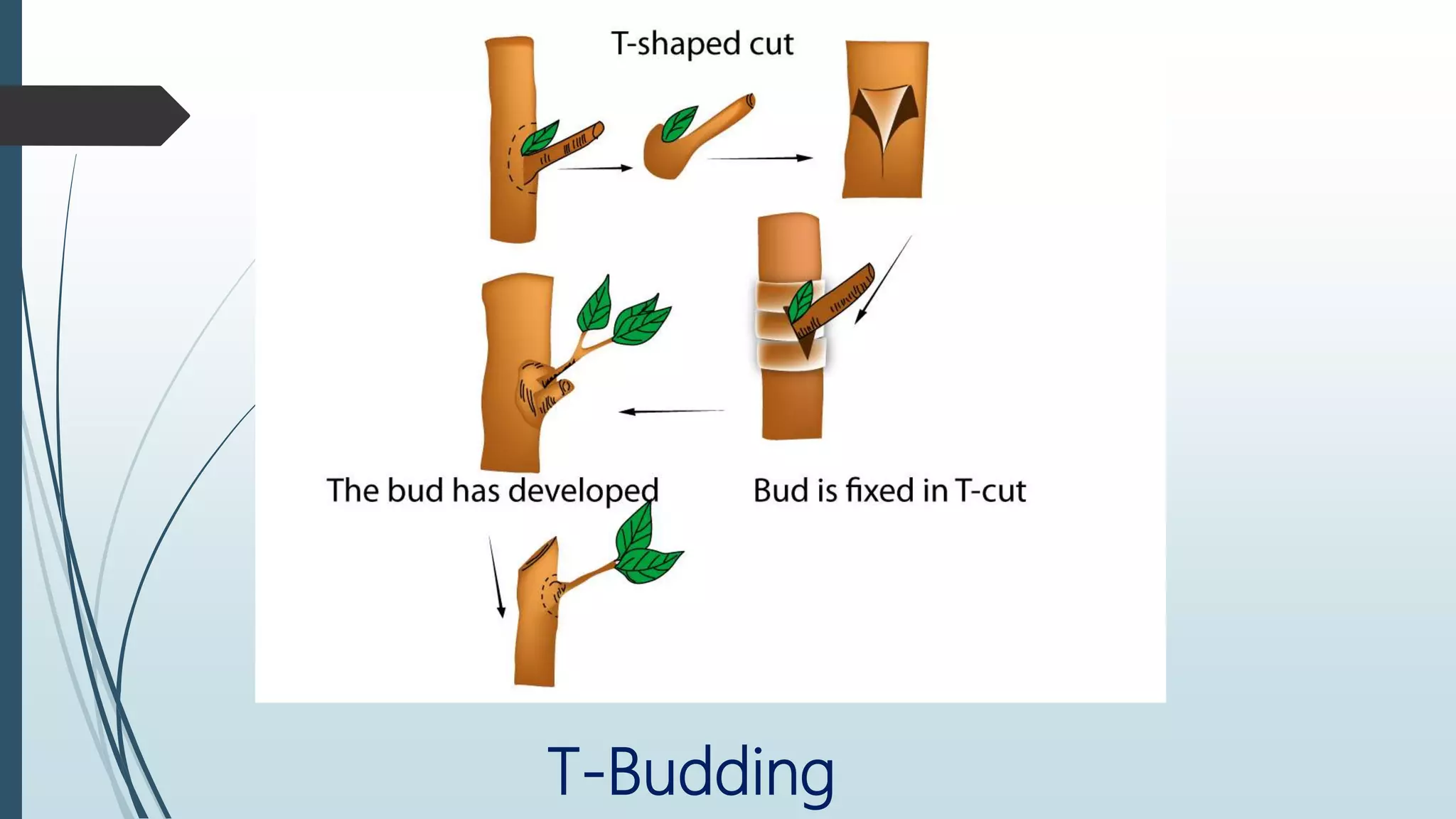 T-Budding
 