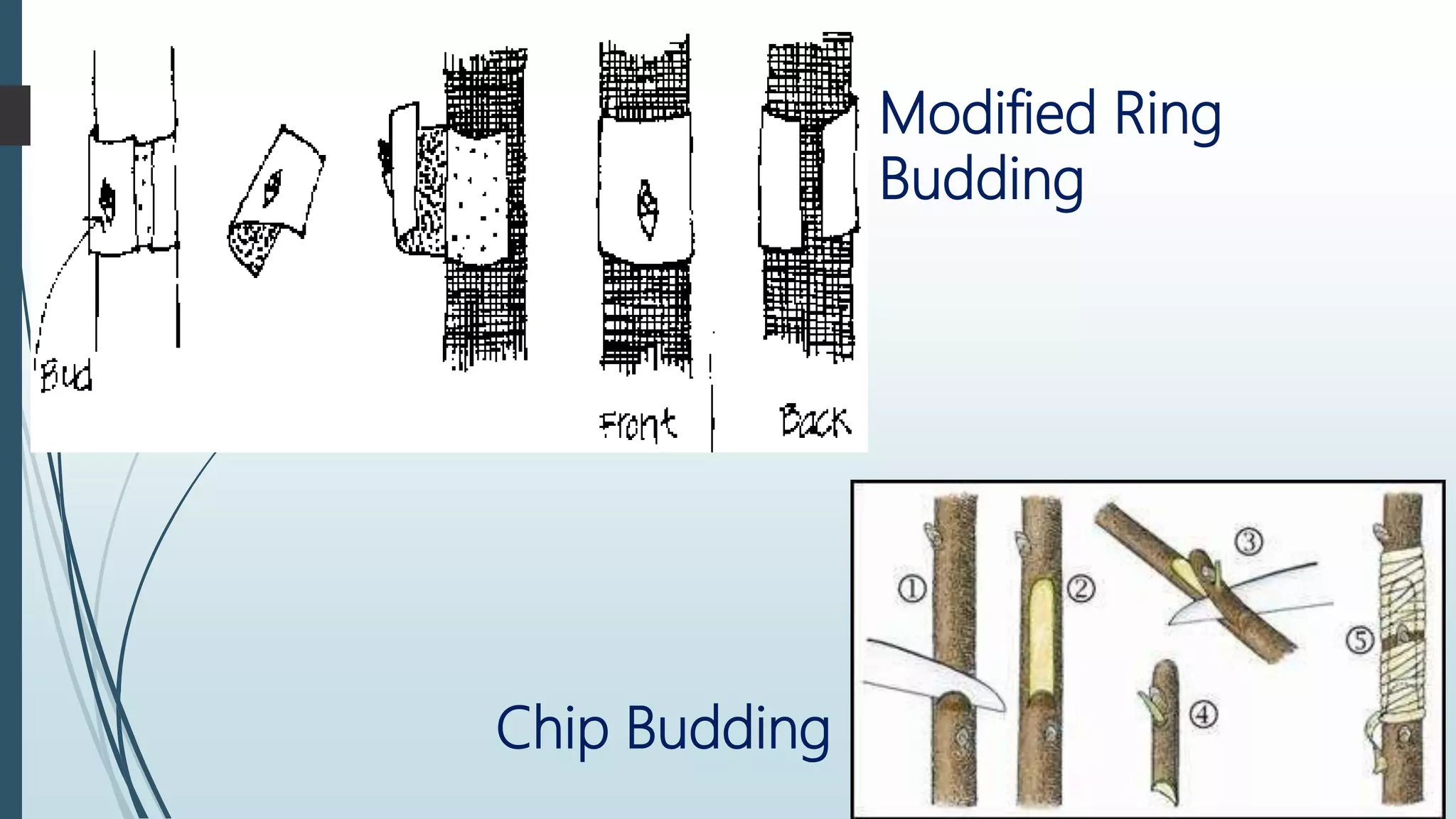 Modified Ring
Budding
Chip Budding
 