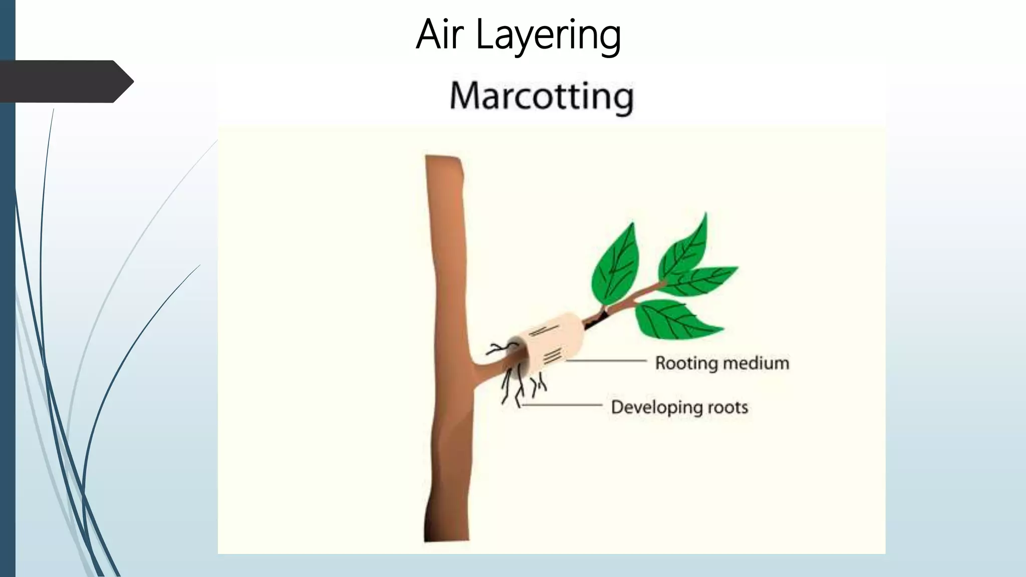 Air Layering
 