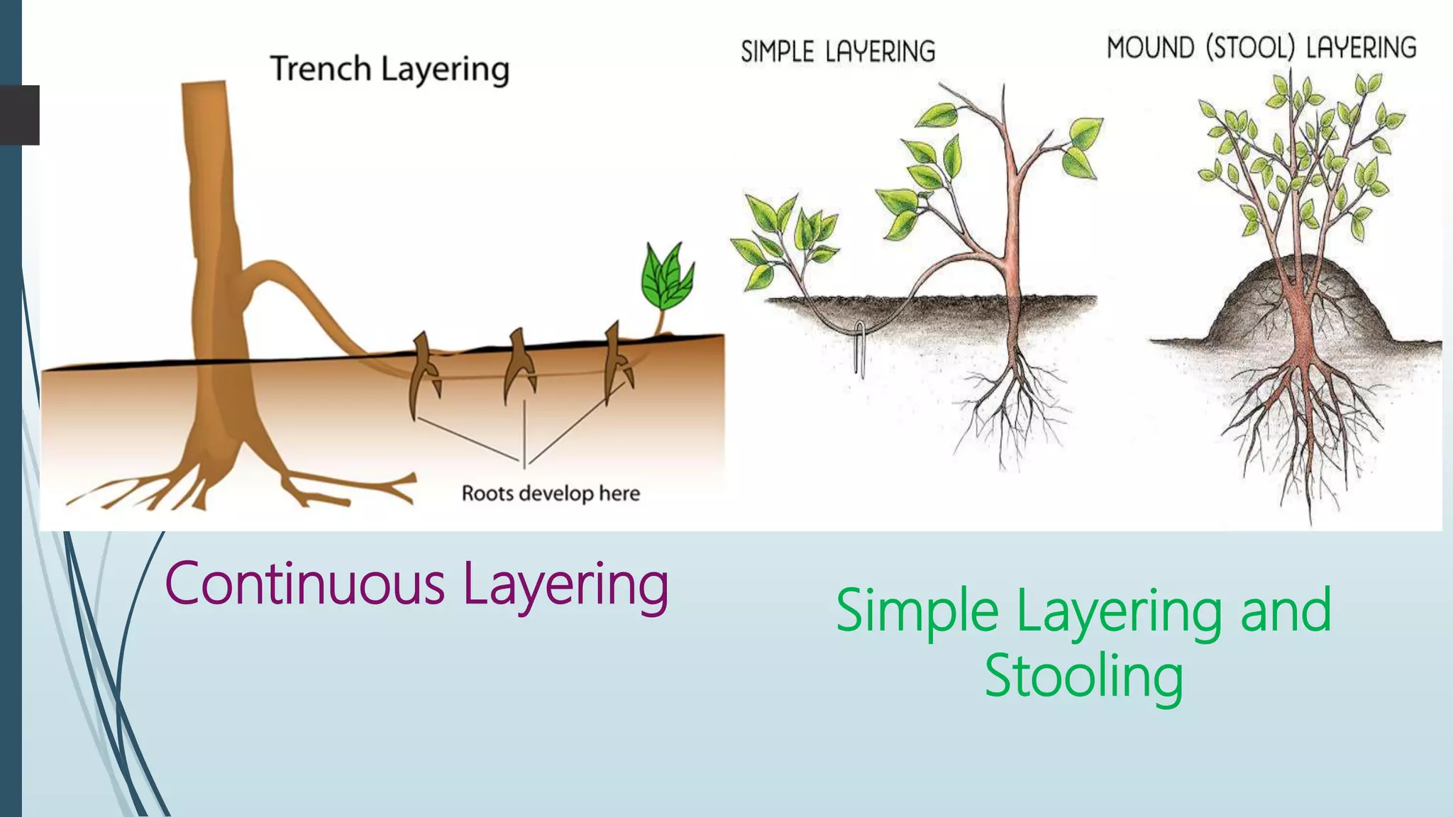Continuous Layering Simple Layering and
Stooling
 