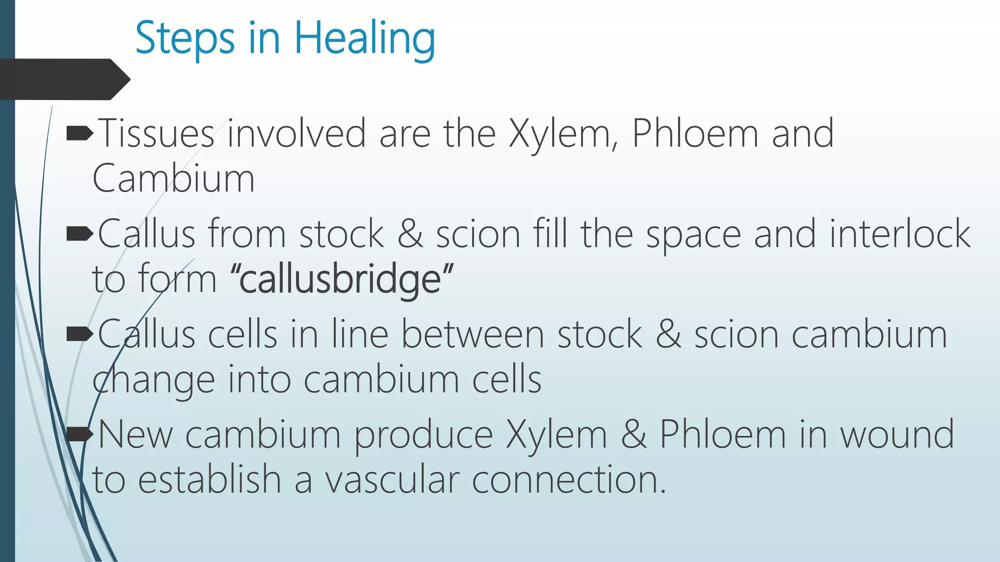 Steps in Healing
Tissues involved are the Xylem, Phloem and
Cambium
Callus from stock & scion fill the space and interlock
to form “callusbridge”
Callus cells in line between stock & scion cambium
change into cambium cells
New cambium produce Xylem & Phloem in wound
to establish a vascular connection.
 