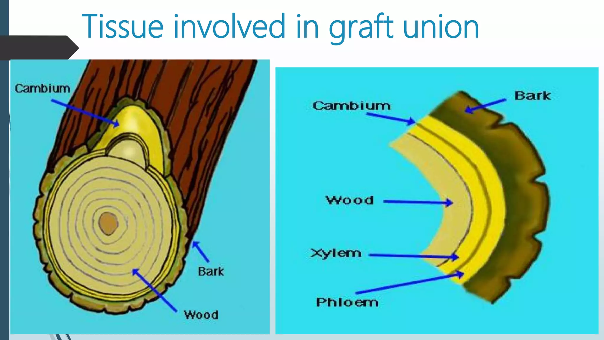 Tissue involved in graft union
 