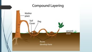 Grofting Grafting methods.pptx