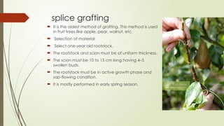 grafting and budding [Autosaved]....pptx