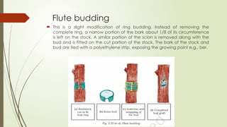 grafting and budding [Autosaved]....pptx