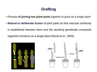 Engrafted Definition Grafting in ornamental crops | PPTX