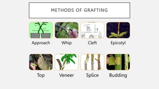 Engrafted Definition GRAFTING IN PLANTS by Nirvaan Jain ICSE Class 7 | PPTX