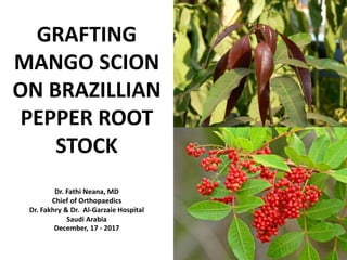 GRAFTING
MANGO SCION
ON BRAZILLIAN
PEPPER ROOT
STOCK
Dr. Fathi Neana, MD
Chief of Orthopaedics
Dr. Fakhry & Dr. Al-Garzaie Hospital
Saudi Arabia
December, 17 - 2017
 
