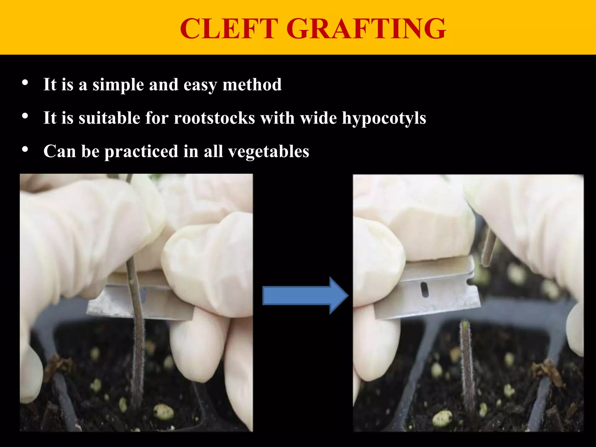 CLEFT GRAFTING
• It is a simple and easy method
• It is suitable for rootstocks with wide hypocotyls
• Can be practiced in all vegetables
 
