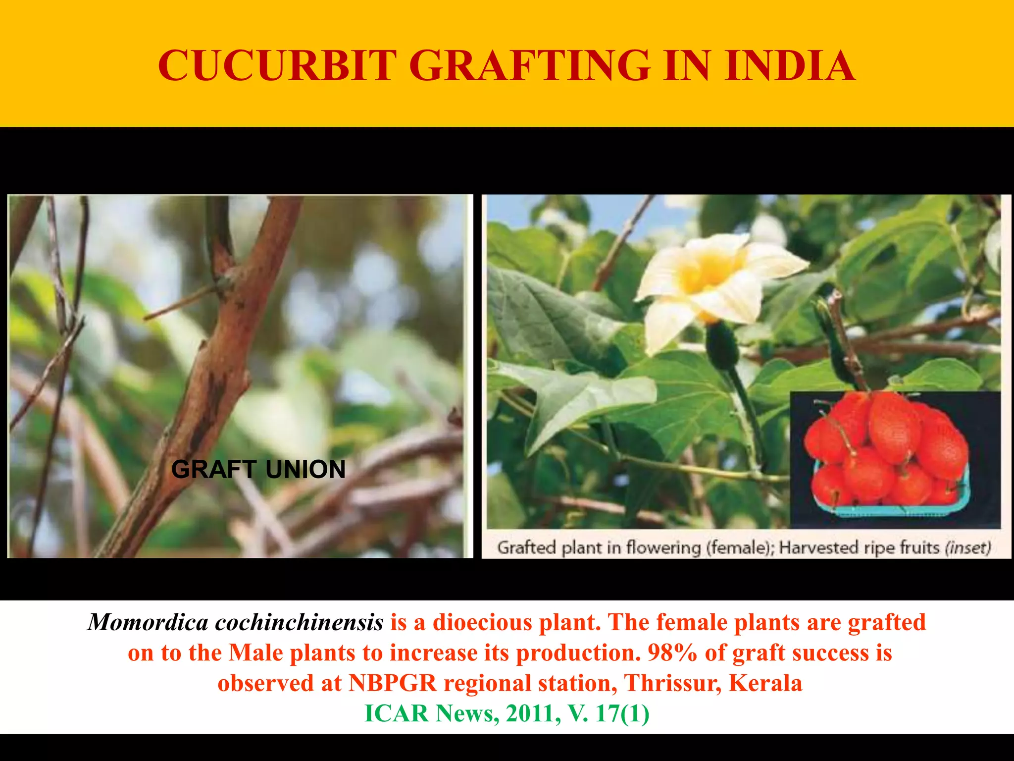 CUCURBIT GRAFTING IN INDIA
GRAFT UNION
Momordica cochinchinensis is a dioecious plant. The female plants are grafted
on to the Male plants to increase its production. 98% of graft success is
observed at NBPGR regional station, Thrissur, Kerala
ICAR News, 2011, V. 17(1)
 