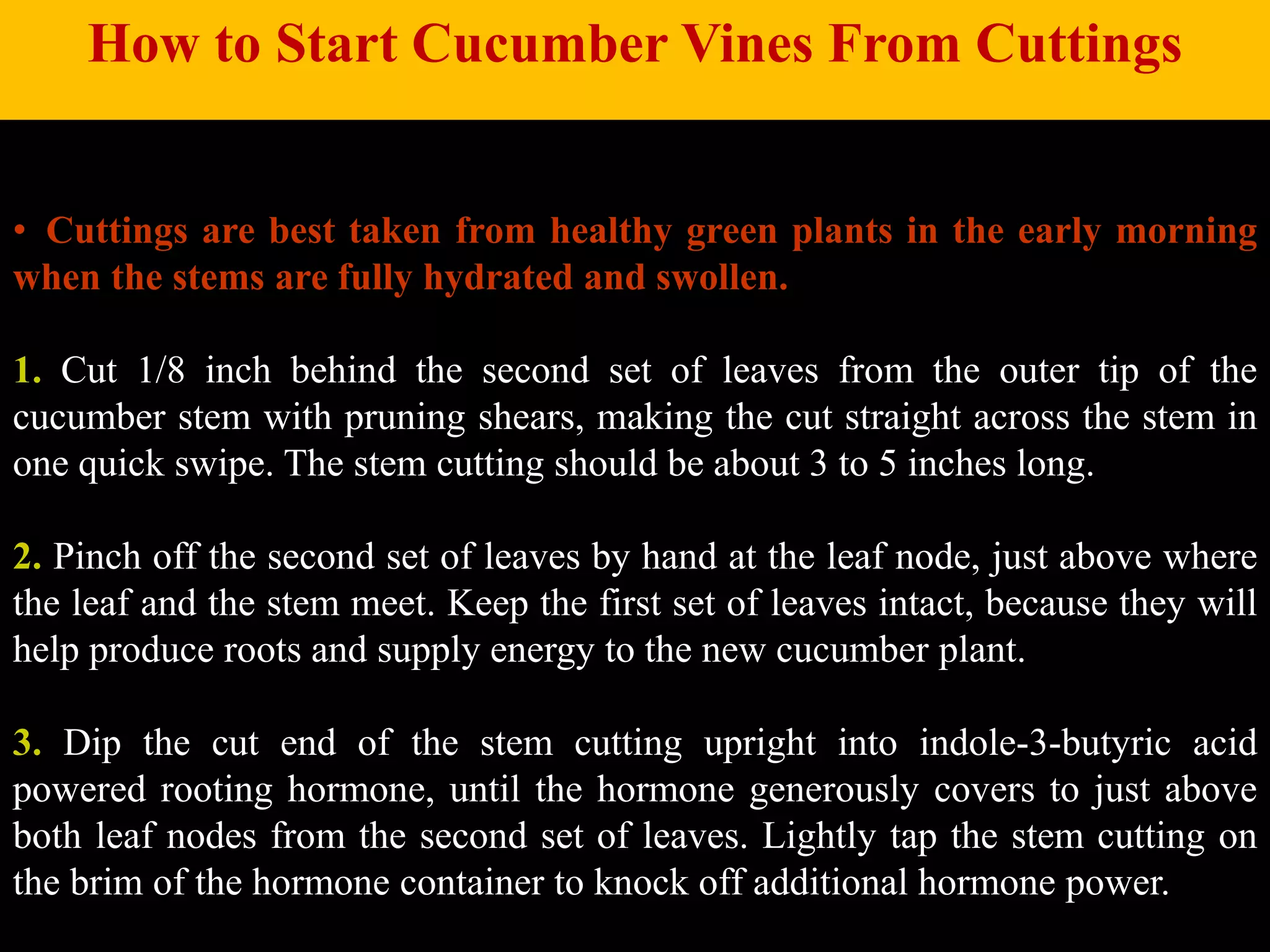 • Cuttings are best taken from healthy green plants in the early morning
when the stems are fully hydrated and swollen.
1. Cut 1/8 inch behind the second set of leaves from the outer tip of the
cucumber stem with pruning shears, making the cut straight across the stem in
one quick swipe. The stem cutting should be about 3 to 5 inches long.
2. Pinch off the second set of leaves by hand at the leaf node, just above where
the leaf and the stem meet. Keep the first set of leaves intact, because they will
help produce roots and supply energy to the new cucumber plant.
3. Dip the cut end of the stem cutting upright into indole-3-butyric acid
powered rooting hormone, until the hormone generously covers to just above
both leaf nodes from the second set of leaves. Lightly tap the stem cutting on
the brim of the hormone container to knock off additional hormone power.
How to Start Cucumber Vines From Cuttings
 