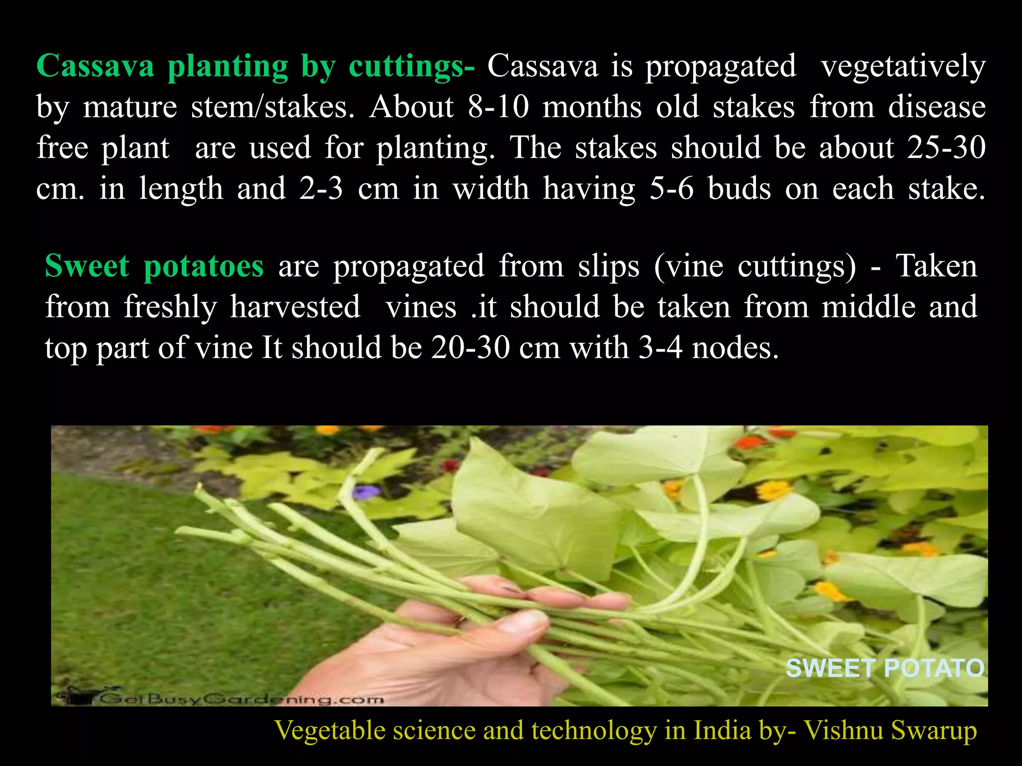 Cassava planting by cuttings- Cassava is propagated vegetatively
by mature stem/stakes. About 8-10 months old stakes from disease
free plant are used for planting. The stakes should be about 25-30
cm. in length and 2-3 cm in width having 5-6 buds on each stake.
Vegetable science and technology in India by- Vishnu Swarup
Sweet potatoes are propagated from slips (vine cuttings) - Taken
from freshly harvested vines .it should be taken from middle and
top part of vine It should be 20-30 cm with 3-4 nodes.
SWEET POTATO
 