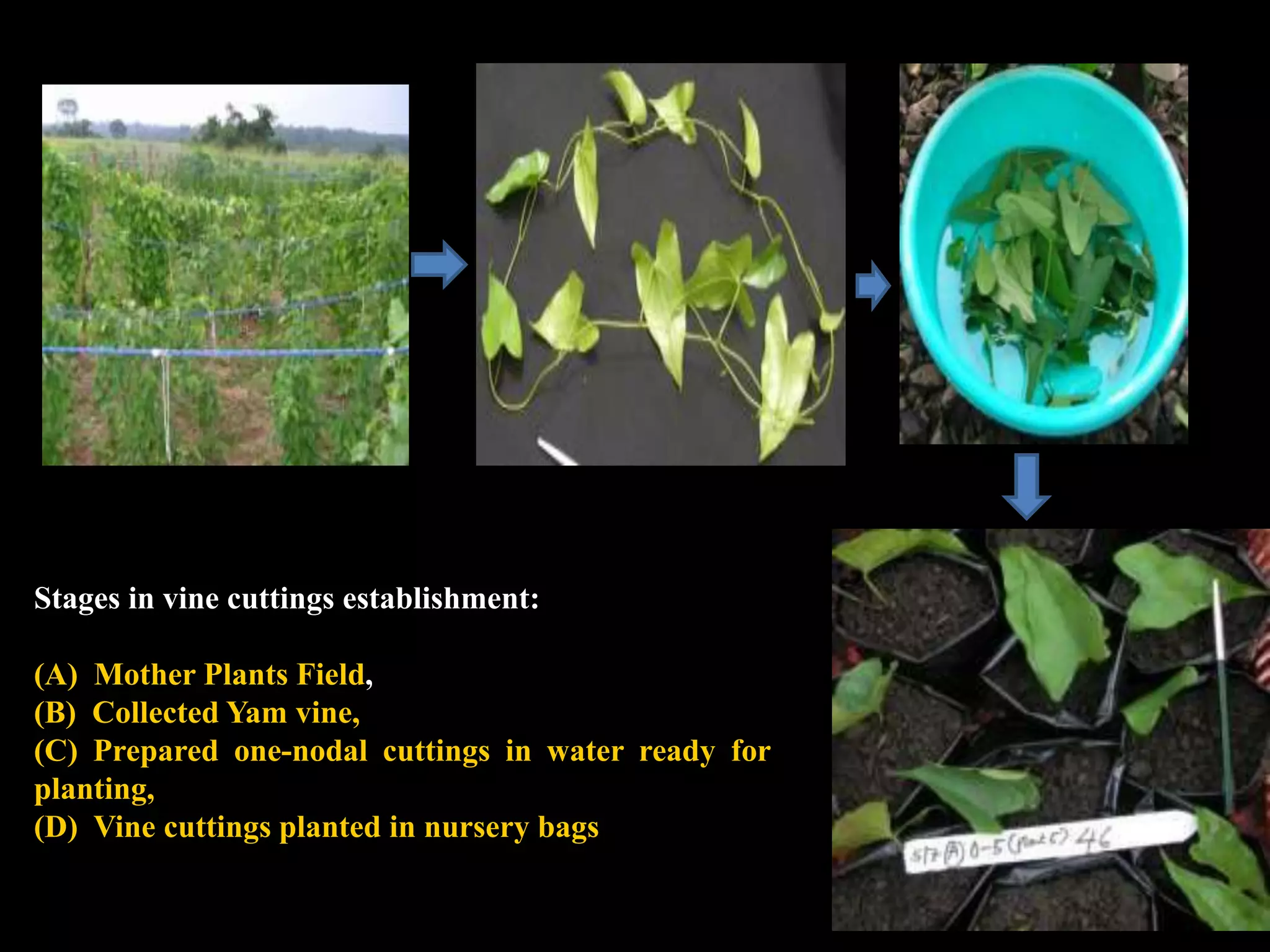 Stages in vine cuttings establishment:
(A) Mother Plants Field,
(B) Collected Yam vine,
(C) Prepared one-nodal cuttings in water ready for
planting,
(D) Vine cuttings planted in nursery bags
 