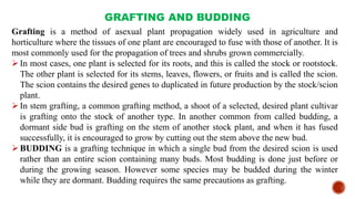 GRAFTING AND BUDDING
Grafting is a method of asexual plant propagation widely used in agriculture and
horticulture where the tissues of one plant are encouraged to fuse with those of another. It is
most commonly used for the propagation of trees and shrubs grown commercially.
In most cases, one plant is selected for its roots, and this is called the stock or rootstock.
The other plant is selected for its stems, leaves, flowers, or fruits and is called the scion.
The scion contains the desired genes to duplicated in future production by the stock/scion
plant.
In stem grafting, a common grafting method, a shoot of a selected, desired plant cultivar
is grafting onto the stock of another type. In another common from called budding, a
dormant side bud is grafting on the stem of another stock plant, and when it has fused
successfully, it is encouraged to grow by cutting out the stem above the new bud.
BUDDING is a grafting technique in which a single bud from the desired scion is used
rather than an entire scion containing many buds. Most budding is done just before or
during the growing season. However some species may be budded during the winter
while they are dormant. Budding requires the same precautions as grafting.
 