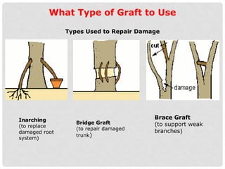 GRAFTING TECHNIQUES in asexual plant propagation.pptx