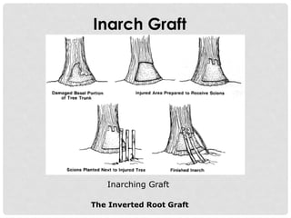 GRAFTING TECHNIQUES in asexual plant propagation.pptx