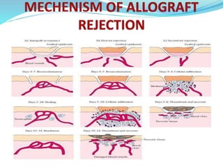 BASIC IMMUNOLOGICAL:
 