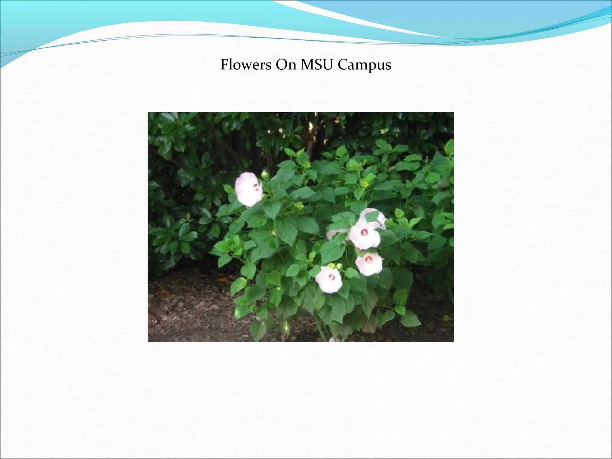 Flowers On MSU Campus