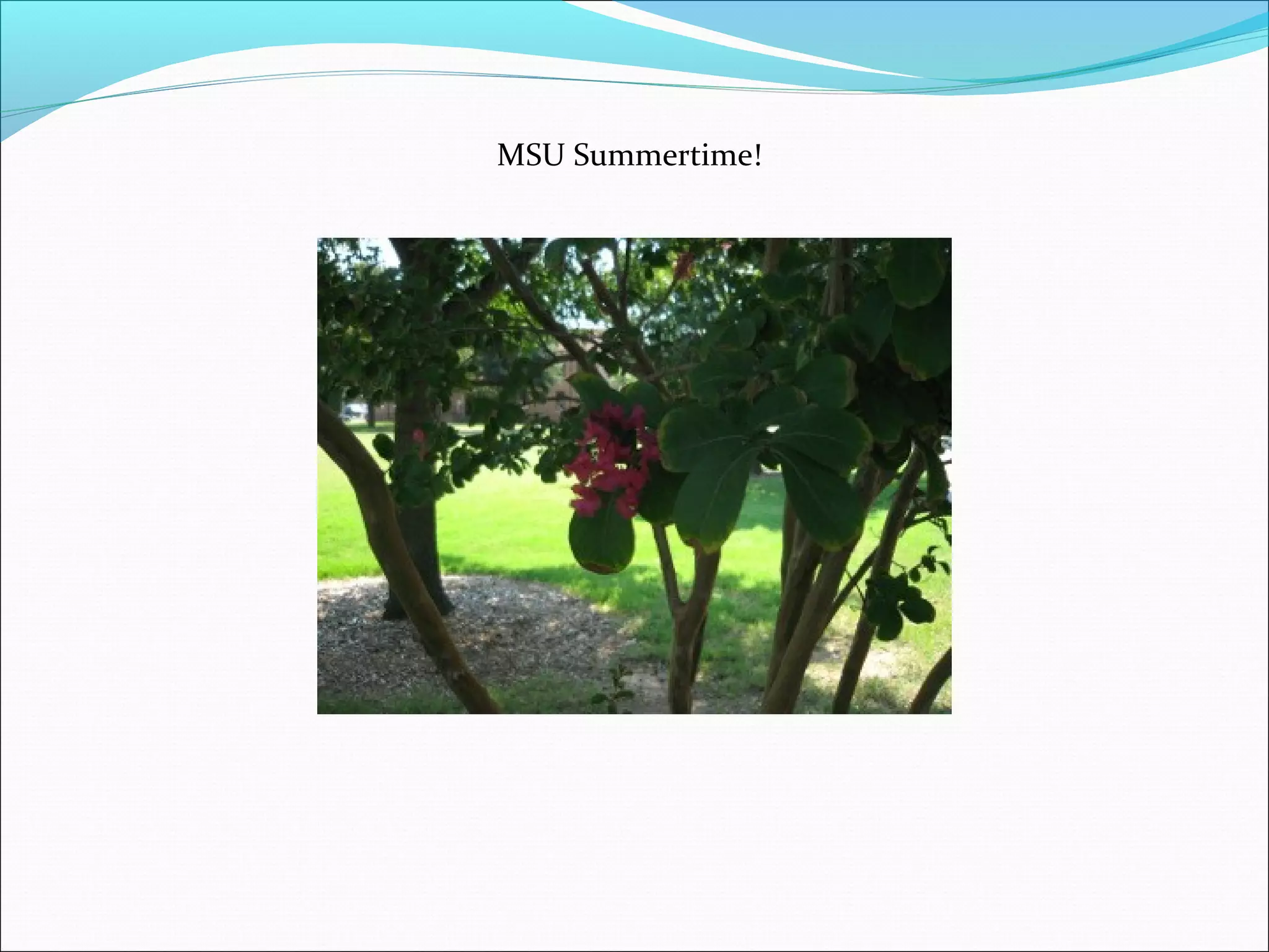 MSU Summertime!