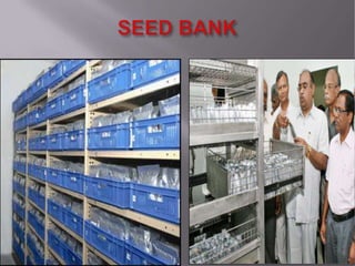Grain cash seed bank