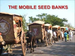 Grain cash seed bank