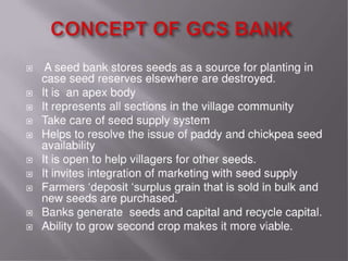 Grain cash seed bank