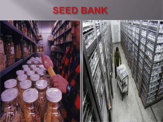Grain cash seed bank